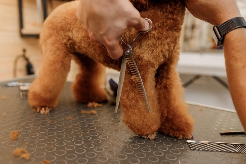 Master dog grooming courses