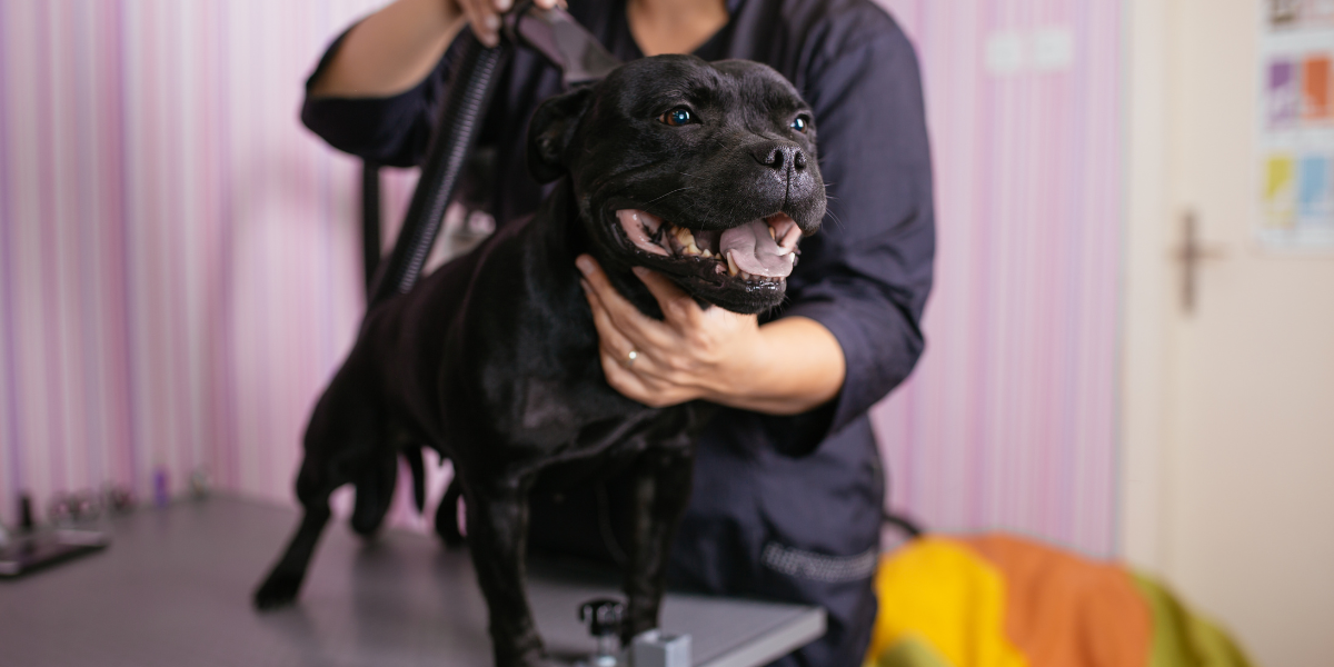 No More Empty Grooming Tables: Tackling Client No-Shows Head-On with Savvy Pet Spa!